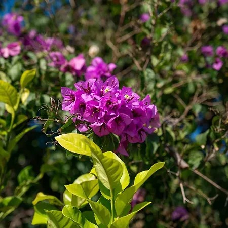 ベッド・アンド・ブレックファスト Le Clos De Mansart