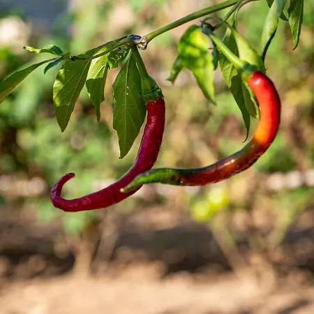 Le Clos De Mansart 4* グリモー