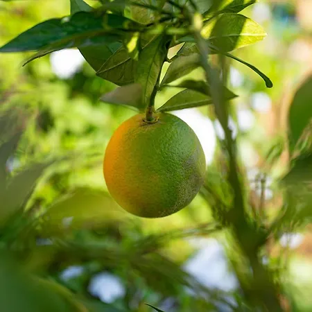 Le Clos De Mansart Grimaud
