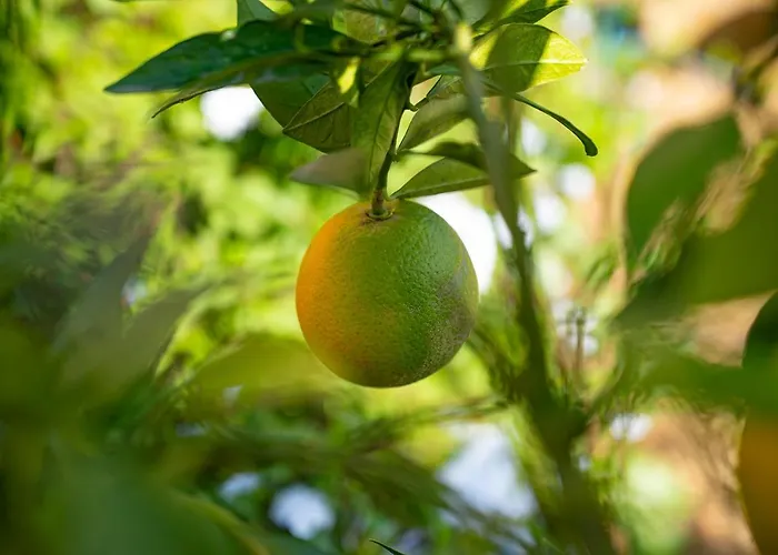 Le Clos De Mansart Grimaud