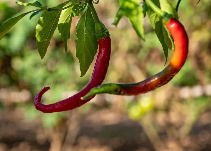 Le Clos De Mansart 4* Grimaud